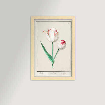 Botanical Tulip 33 Archival Reproduction Art Print