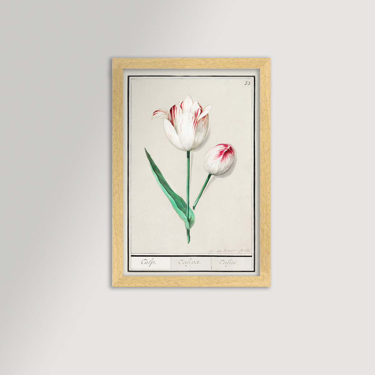 Botanical Tulip 33 Archival Reproduction Art Print