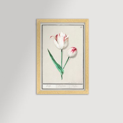 Botanical Tulip 33 Archival Reproduction Art Print