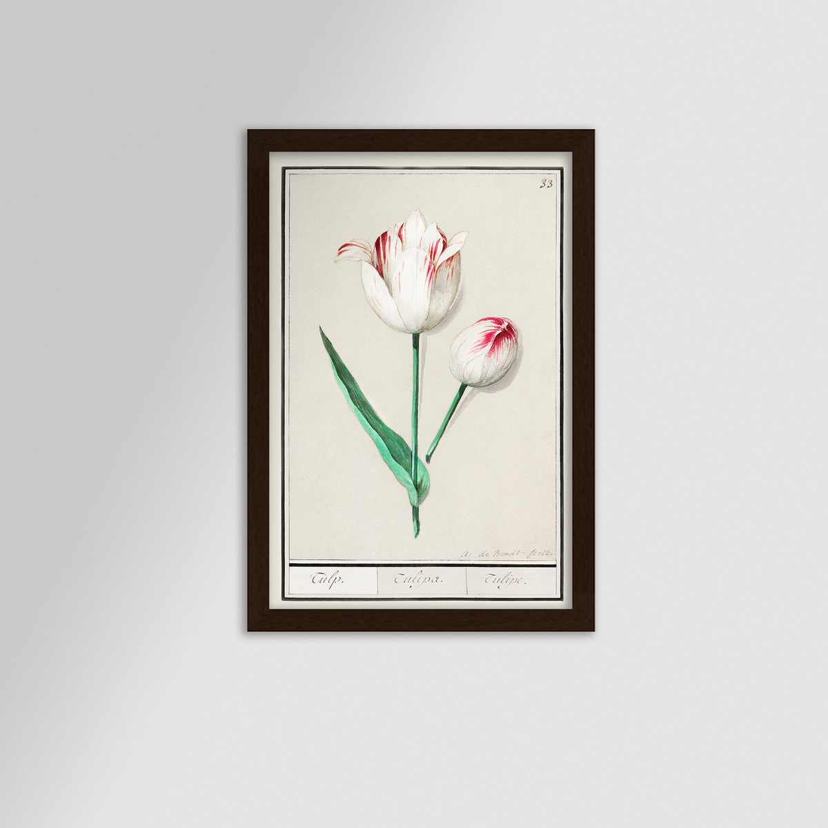 Botanical Tulip 33 Archival Reproduction Art Print