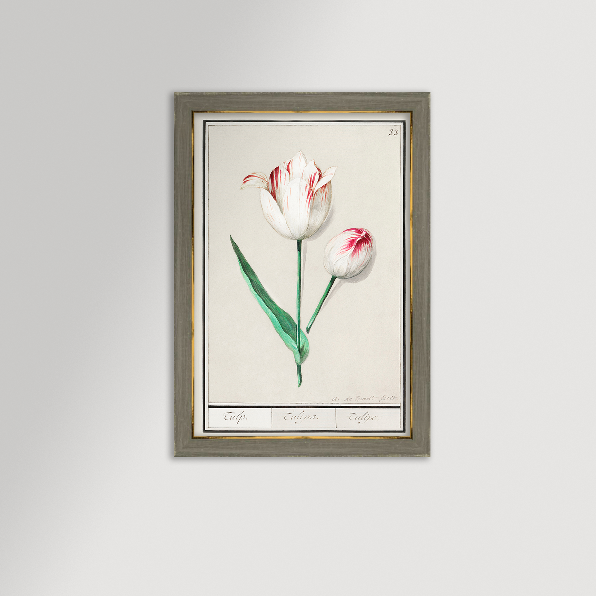 Botanical Tulip 33 Archival Reproduction Art Print