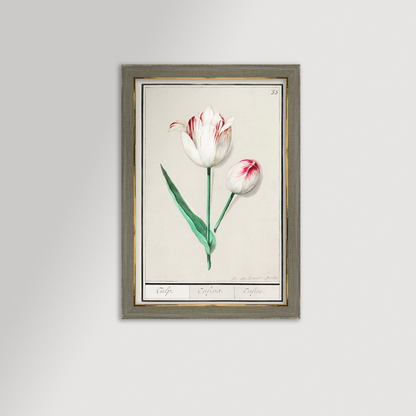 Botanical Tulip 33 Archival Reproduction Art Print