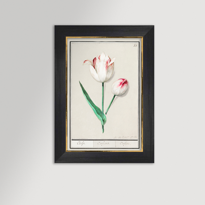 Botanical Tulip 33 Archival Reproduction Art Print