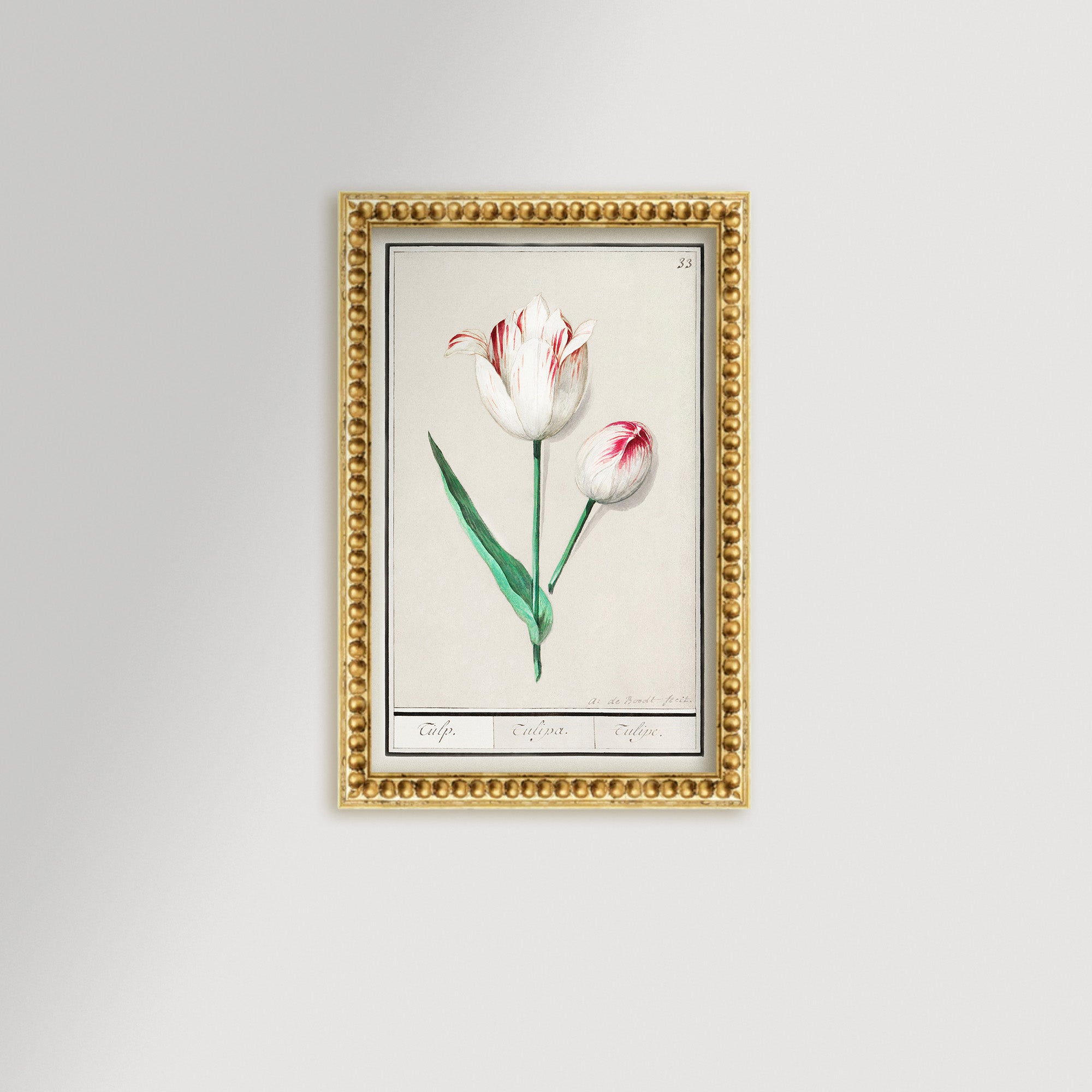 Botanical Tulip 33 Archival Reproduction Art Print