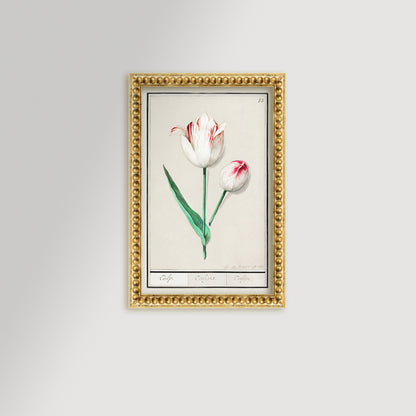 Botanical Tulip 33 Archival Reproduction Art Print