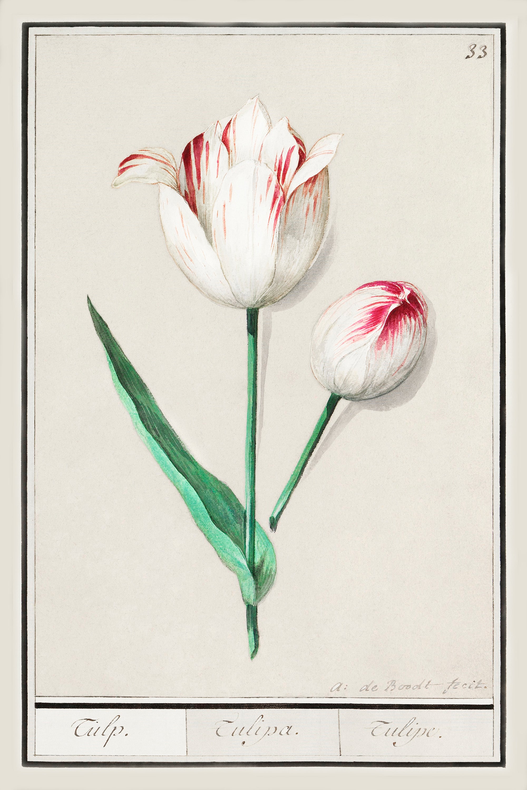 Botanical Tulip 33 Archival Reproduction Art Print