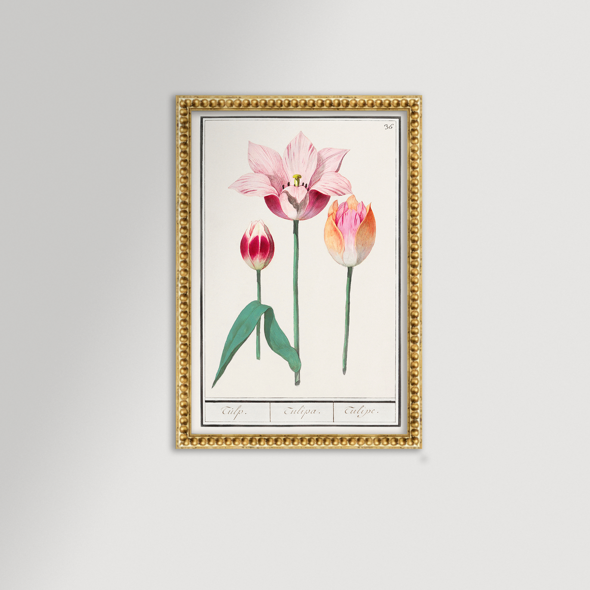 Botanical Tulip 36 Archival Reproduction Art Print