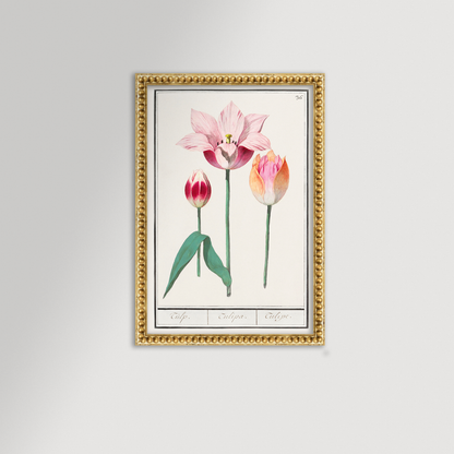 Botanical Tulip 36 Archival Reproduction Art Print