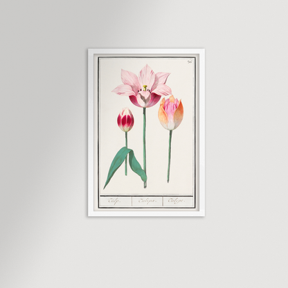 Botanical Tulip 36 Archival Reproduction Art Print