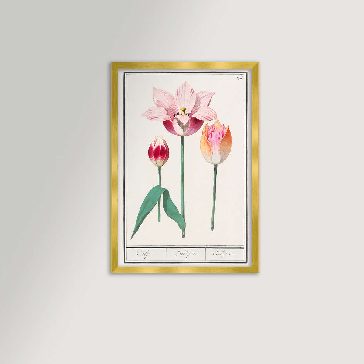 Botanical Tulip 36 Archival Reproduction Art Print