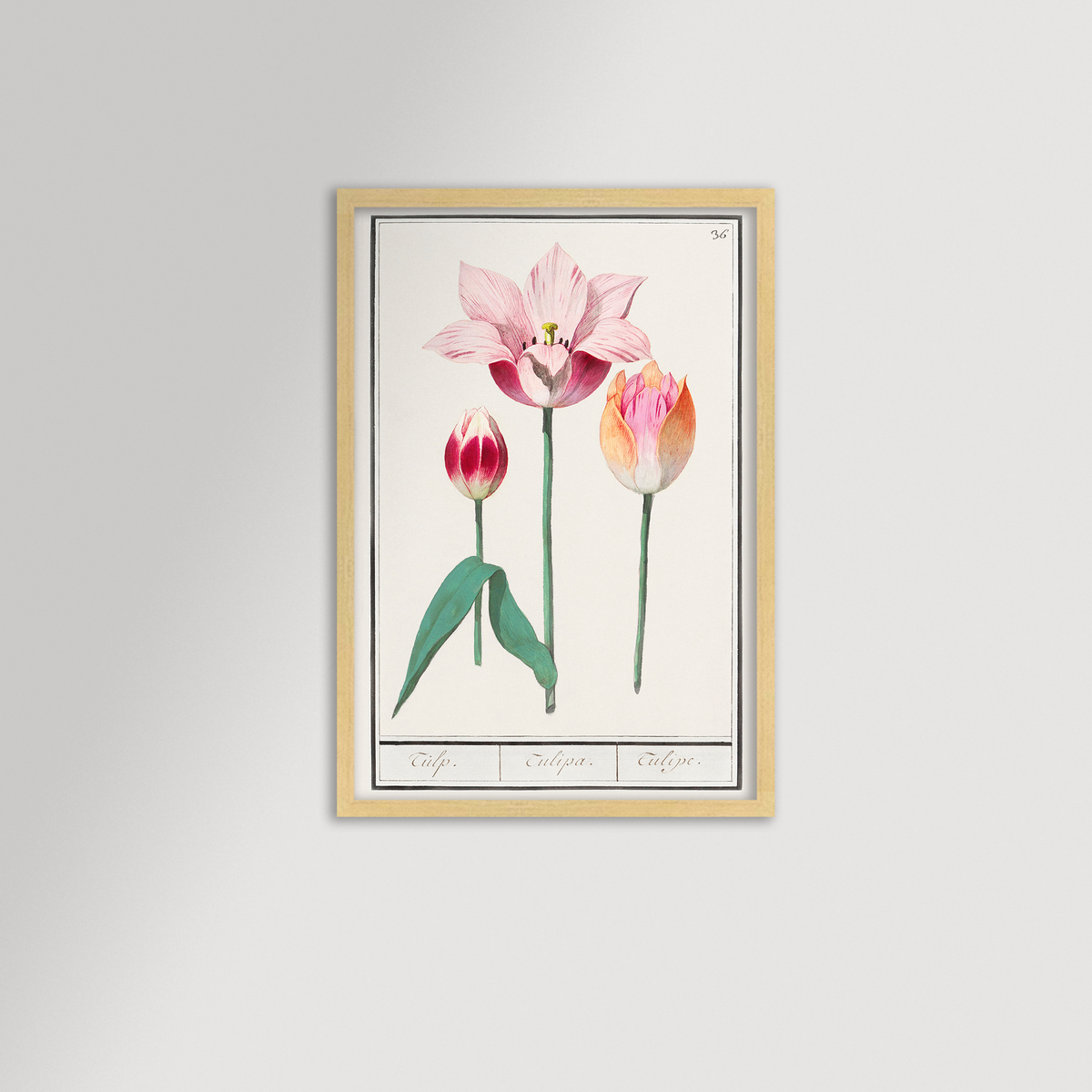 Botanical Tulip 36 Archival Reproduction Art Print