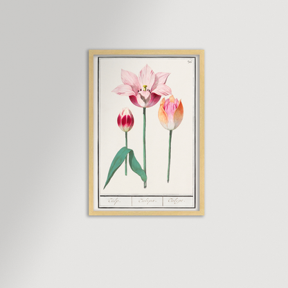 Botanical Tulip 36 Archival Reproduction Art Print