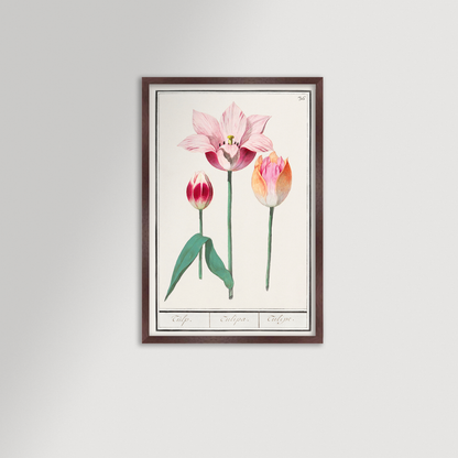 Botanical Tulip 36 Archival Reproduction Art Print