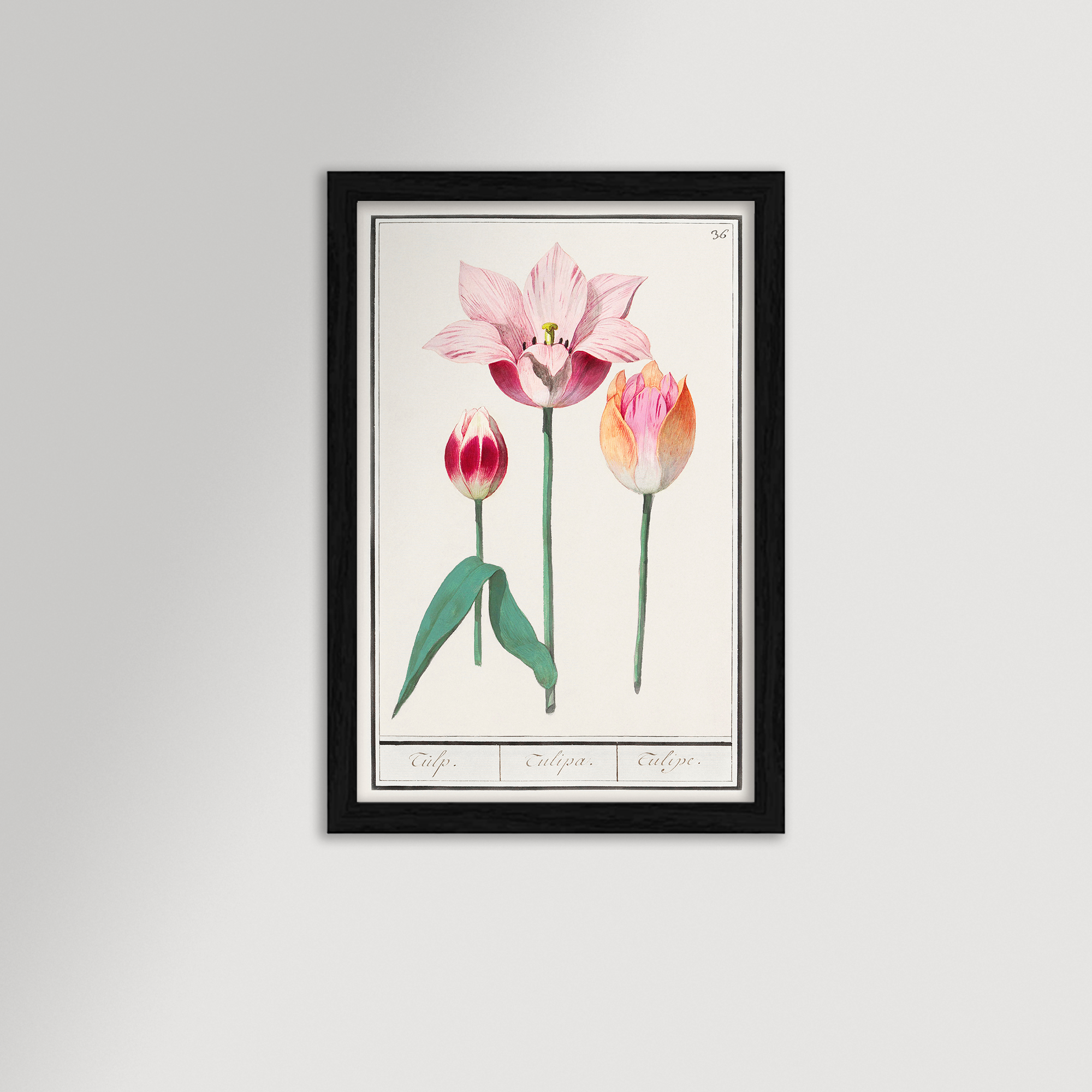 Botanical Tulip 36 Archival Reproduction Art Print