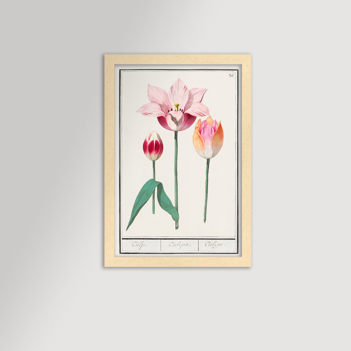 Botanical Tulip 36 Archival Reproduction Art Print
