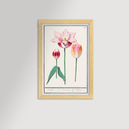 Botanical Tulip 36 Archival Reproduction Art Print