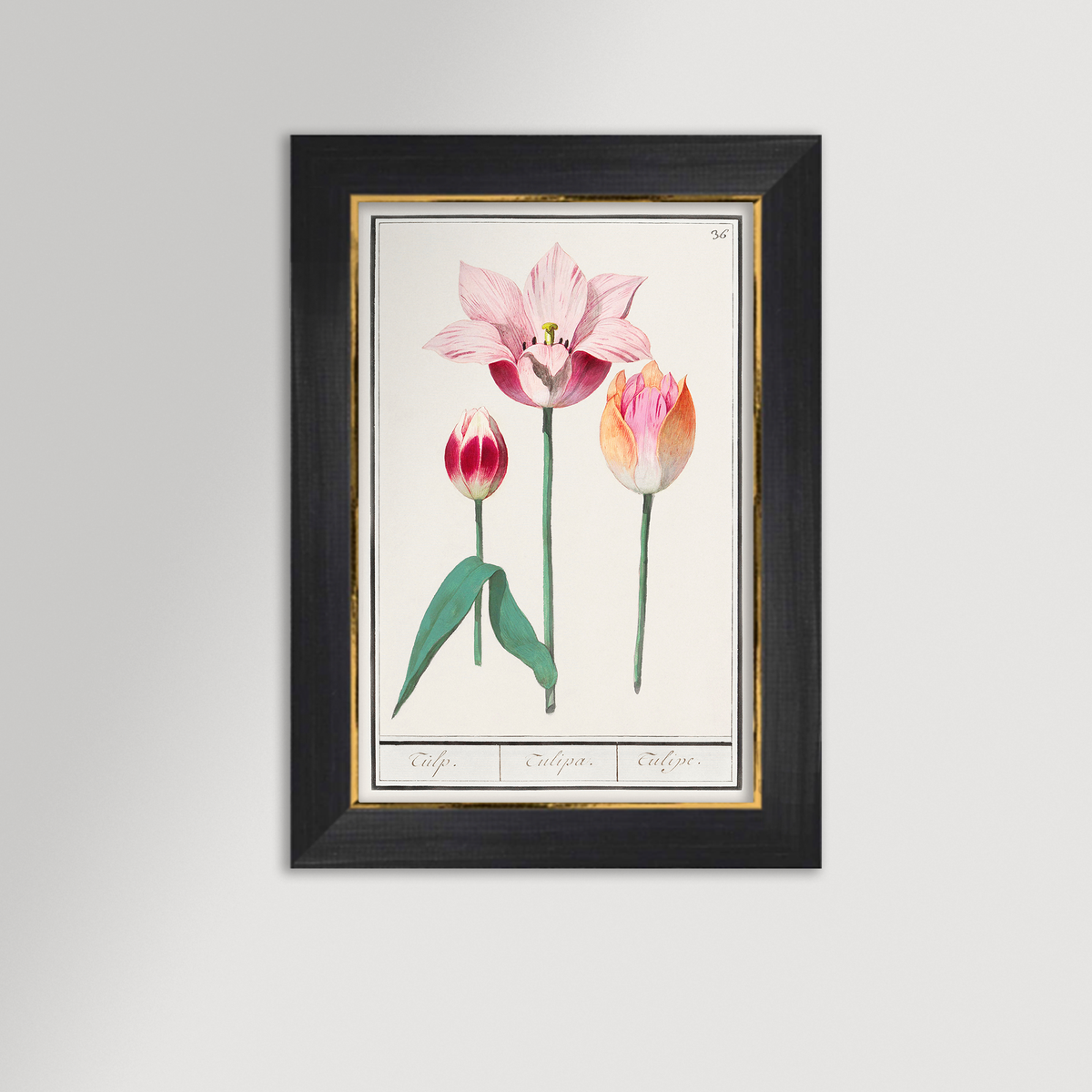 Botanical Tulip 36 Archival Reproduction Art Print