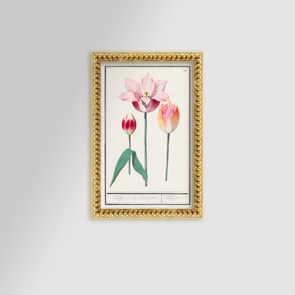 Botanical Tulip 36 Archival Reproduction Art Print