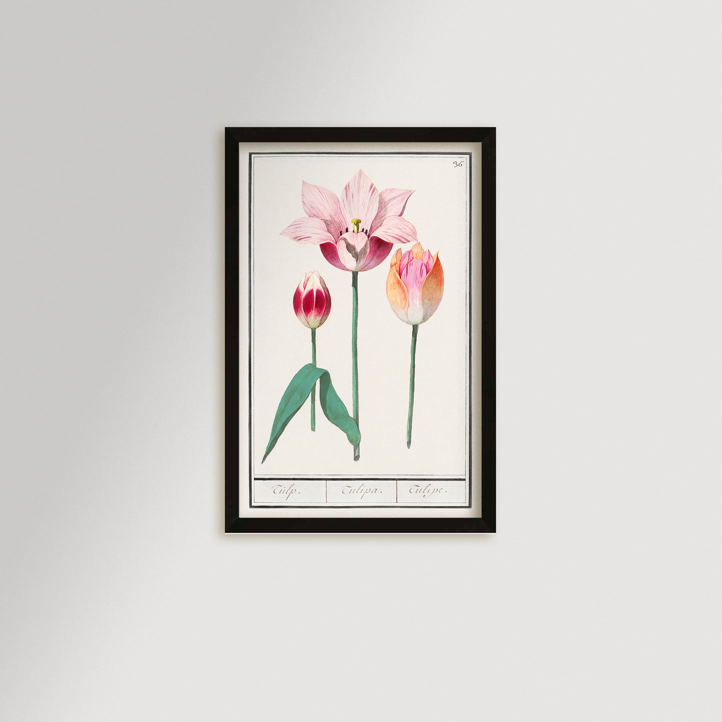 Botanical Tulip 36 Archival Reproduction Art Print
