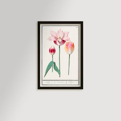 Botanical Tulip 36 Archival Reproduction Art Print