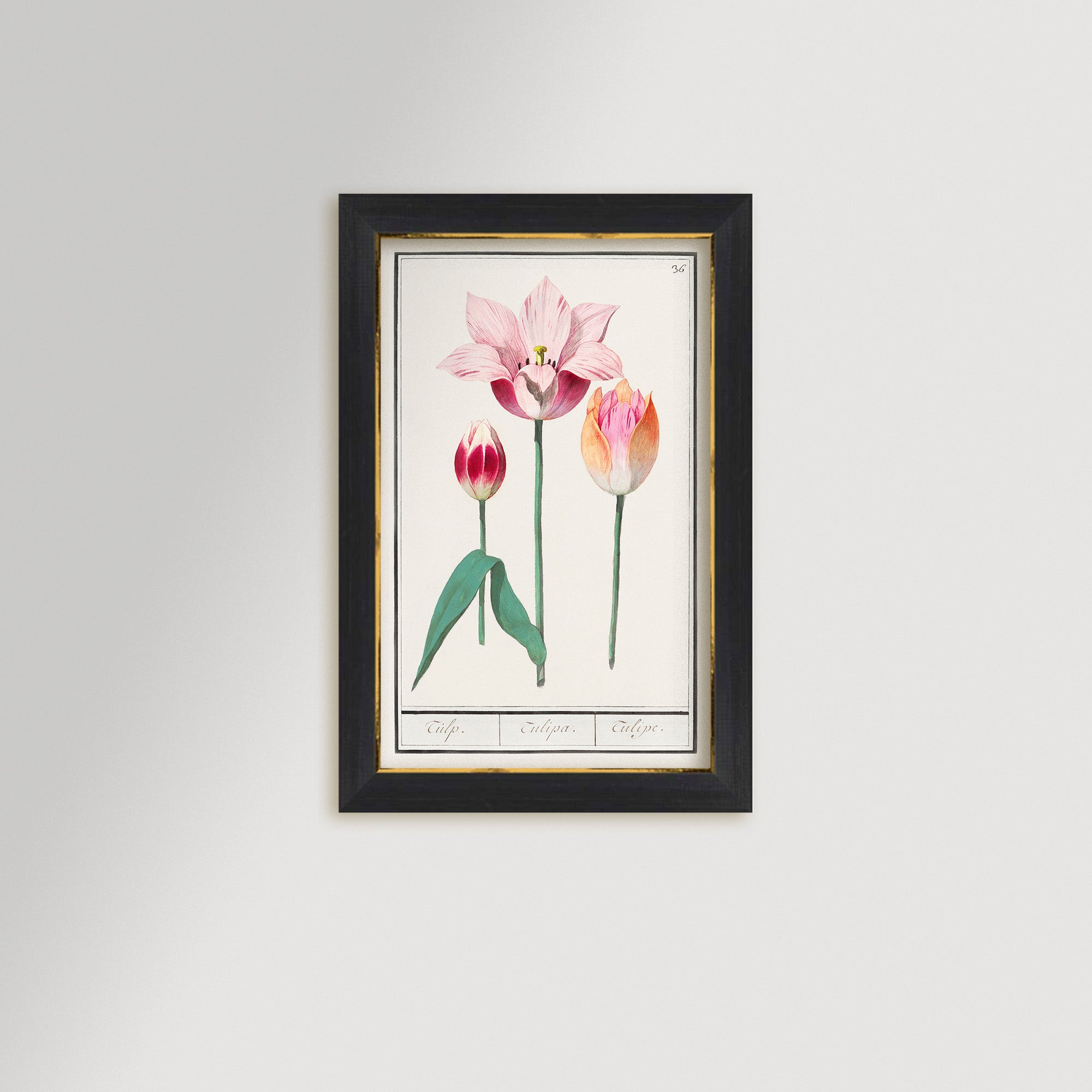 Botanical Tulip 36 Archival Reproduction Art Print