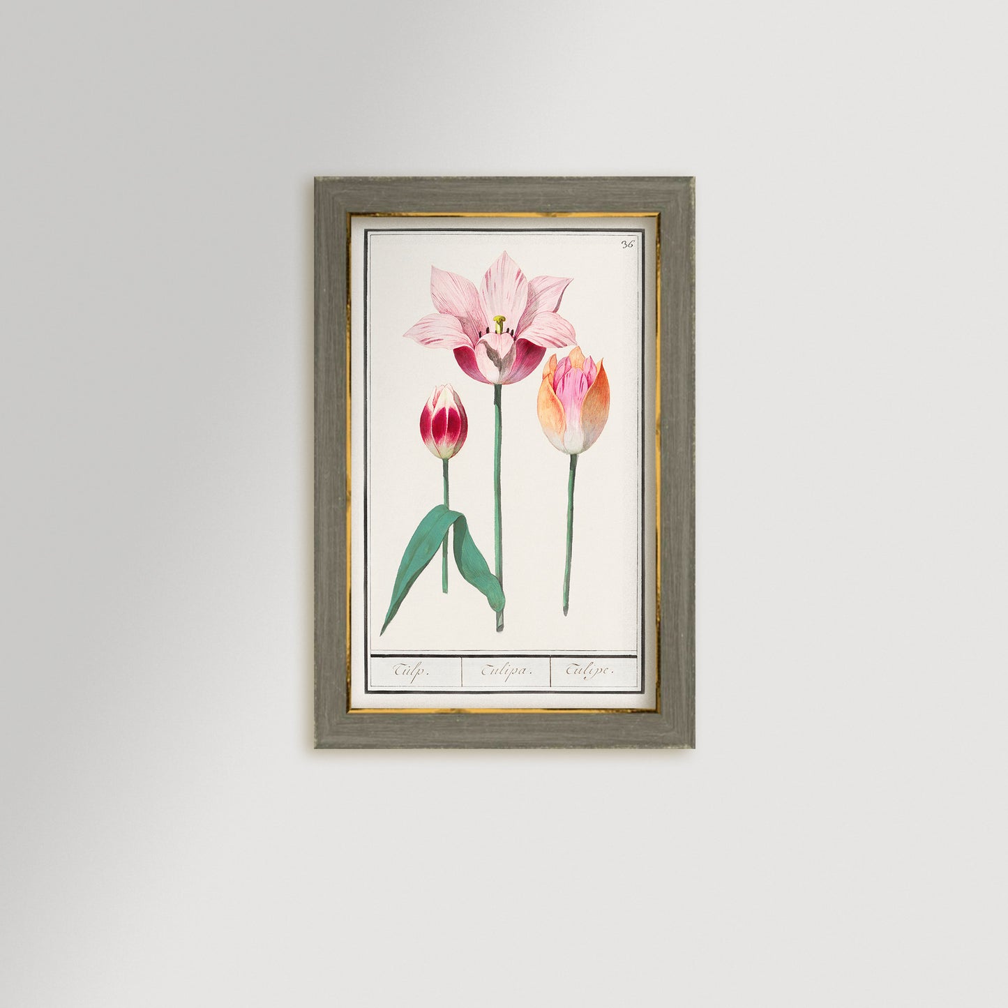 Botanical Tulip 36 Archival Reproduction Art Print