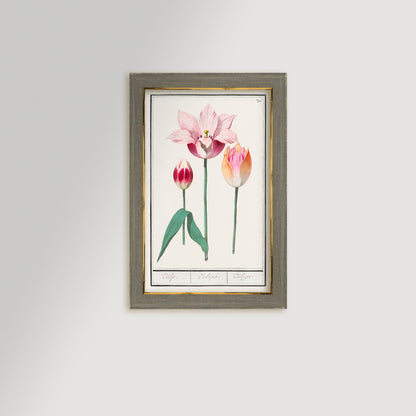 Botanical Tulip 36 Archival Reproduction Art Print
