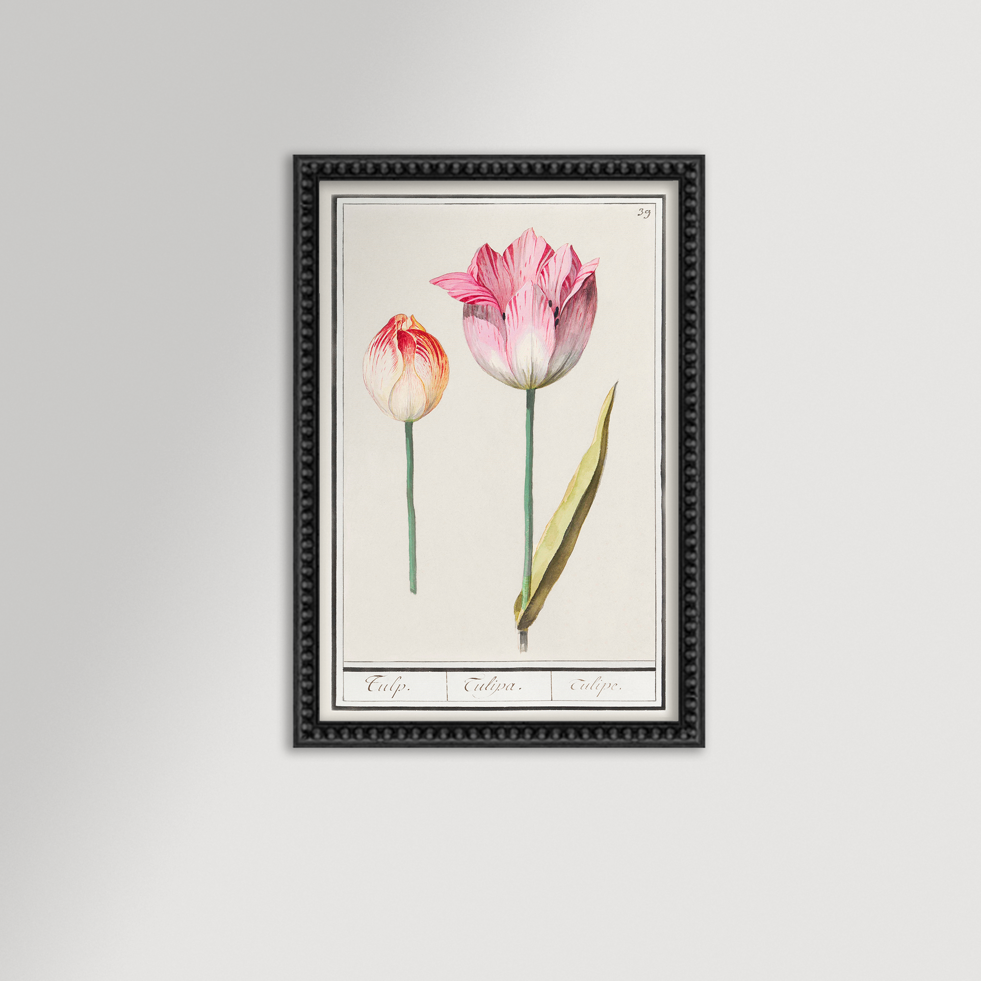 Botanical Tulip 39 Archival Reproduction Art Print