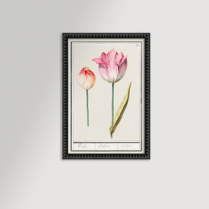 Botanical Tulip 39 Archival Reproduction Art Print