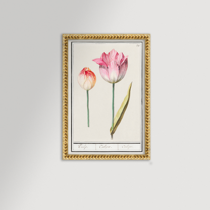 Botanical Tulip 39 Archival Reproduction Art Print