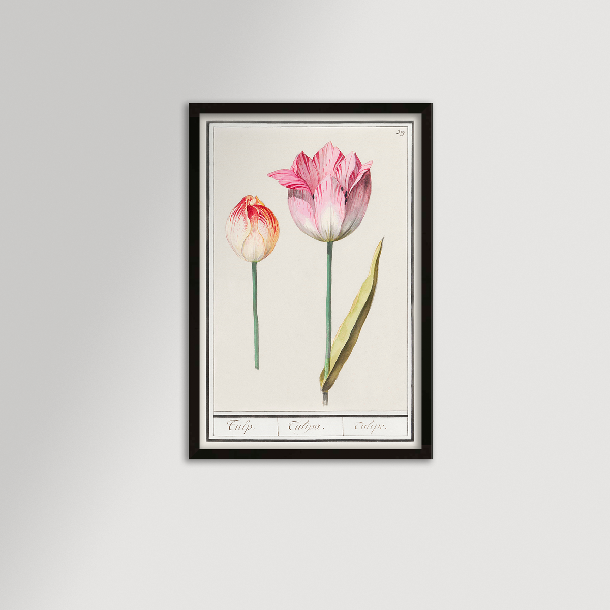 Botanical Tulip 39 Archival Reproduction Art Print