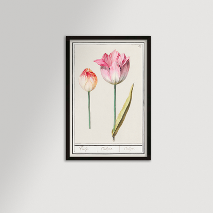 Botanical Tulip 39 Archival Reproduction Art Print