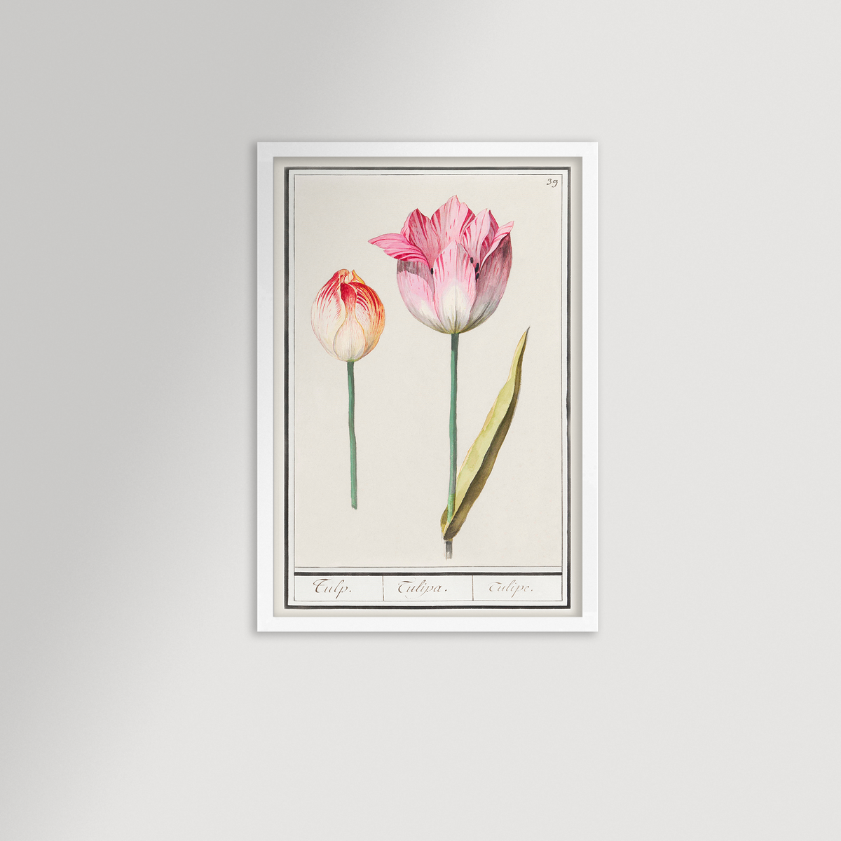 Botanical Tulip 39 Archival Reproduction Art Print
