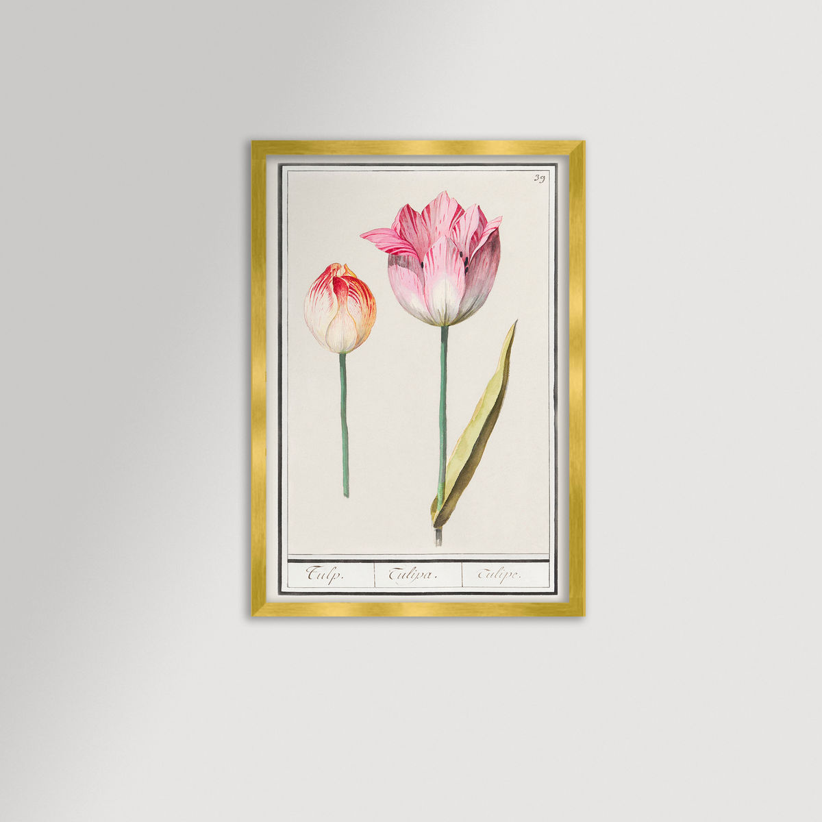Botanical Tulip 39 Archival Reproduction Art Print