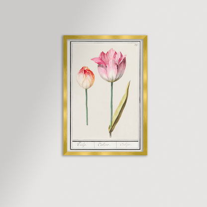 Botanical Tulip 39 Archival Reproduction Art Print