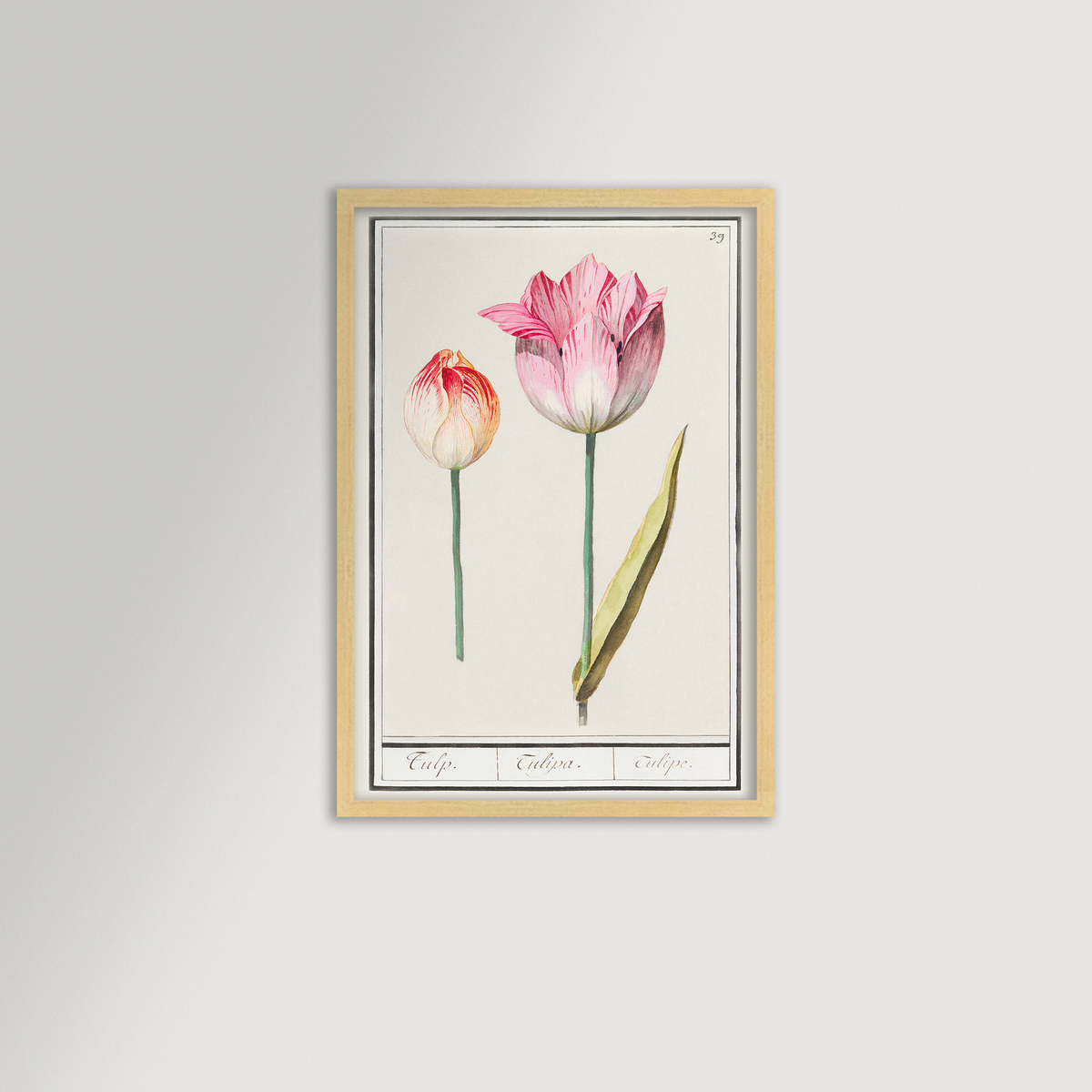 Botanical Tulip 39 Archival Reproduction Art Print