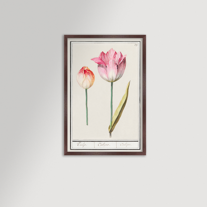 Botanical Tulip 39 Archival Reproduction Art Print