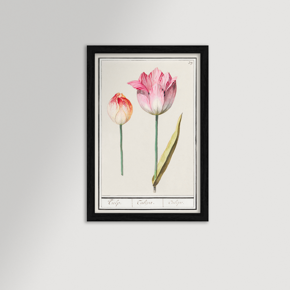 Botanical Tulip 39 Archival Reproduction Art Print