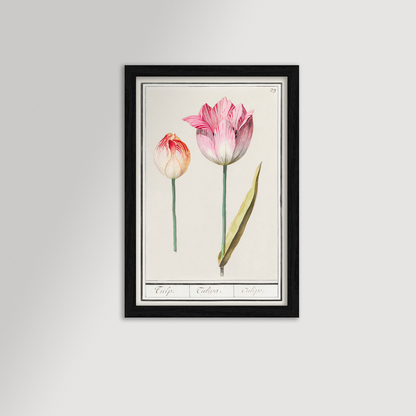 Botanical Tulip 39 Archival Reproduction Art Print