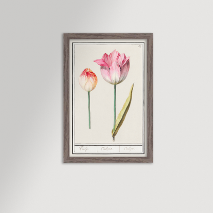 Botanical Tulip 39 Archival Reproduction Art Print