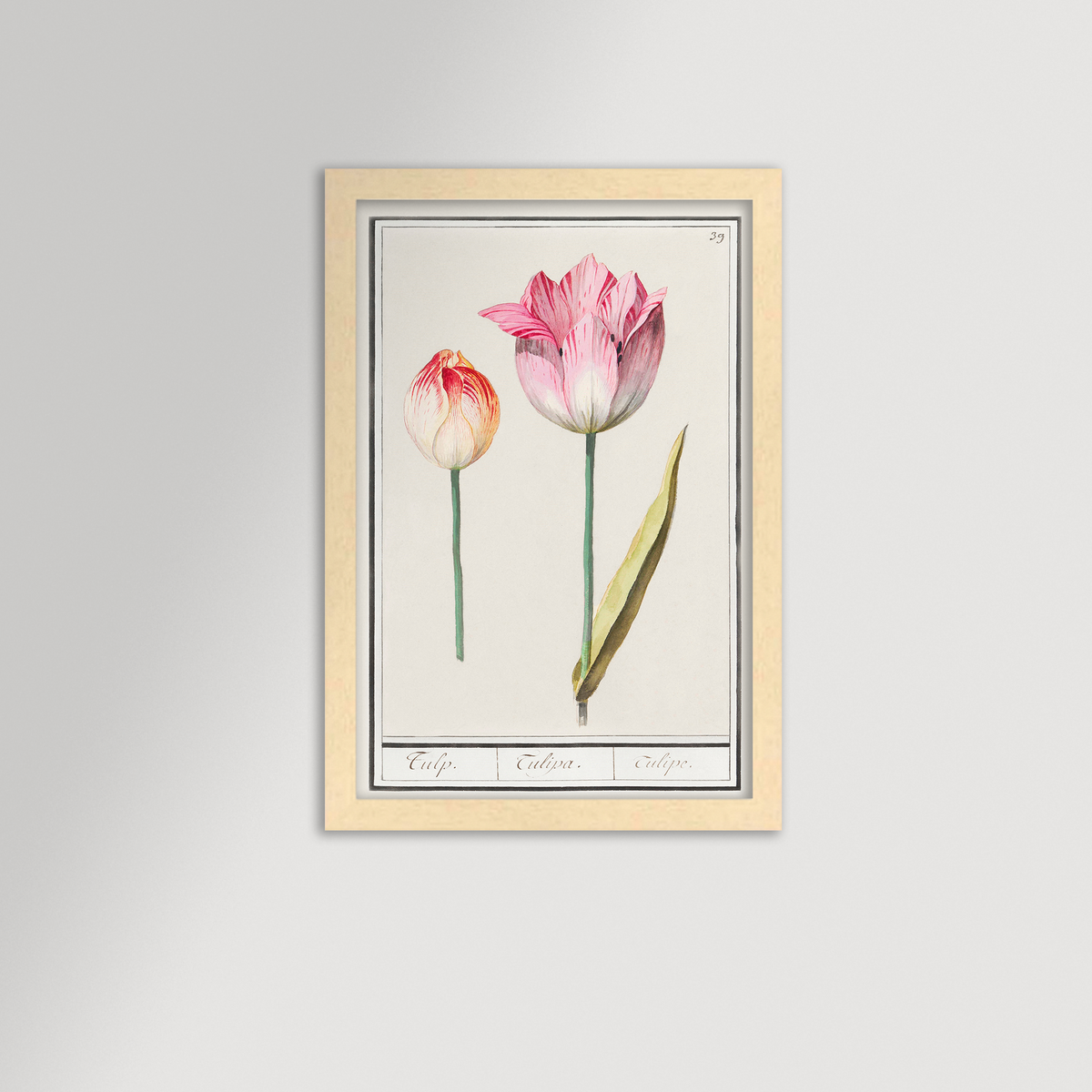 Botanical Tulip 39 Archival Reproduction Art Print