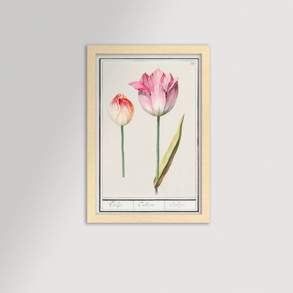 Botanical Tulip 39 Archival Reproduction Art Print