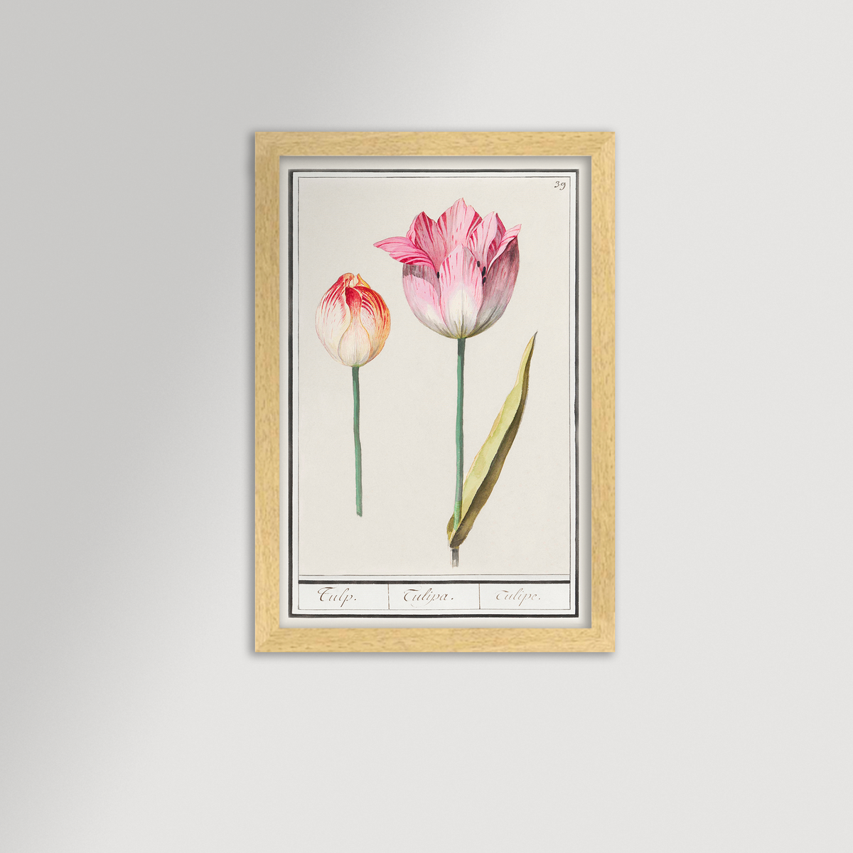 Botanical Tulip 39 Archival Reproduction Art Print