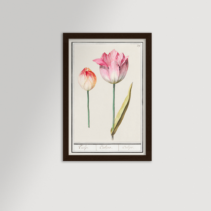 Botanical Tulip 39 Archival Reproduction Art Print