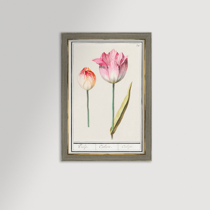 Botanical Tulip 39 Archival Reproduction Art Print