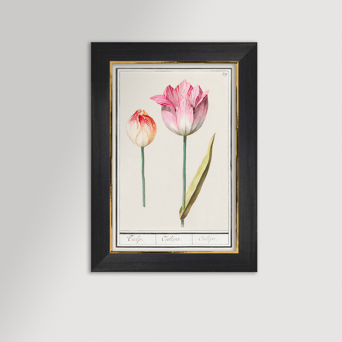 Botanical Tulip 39 Archival Reproduction Art Print