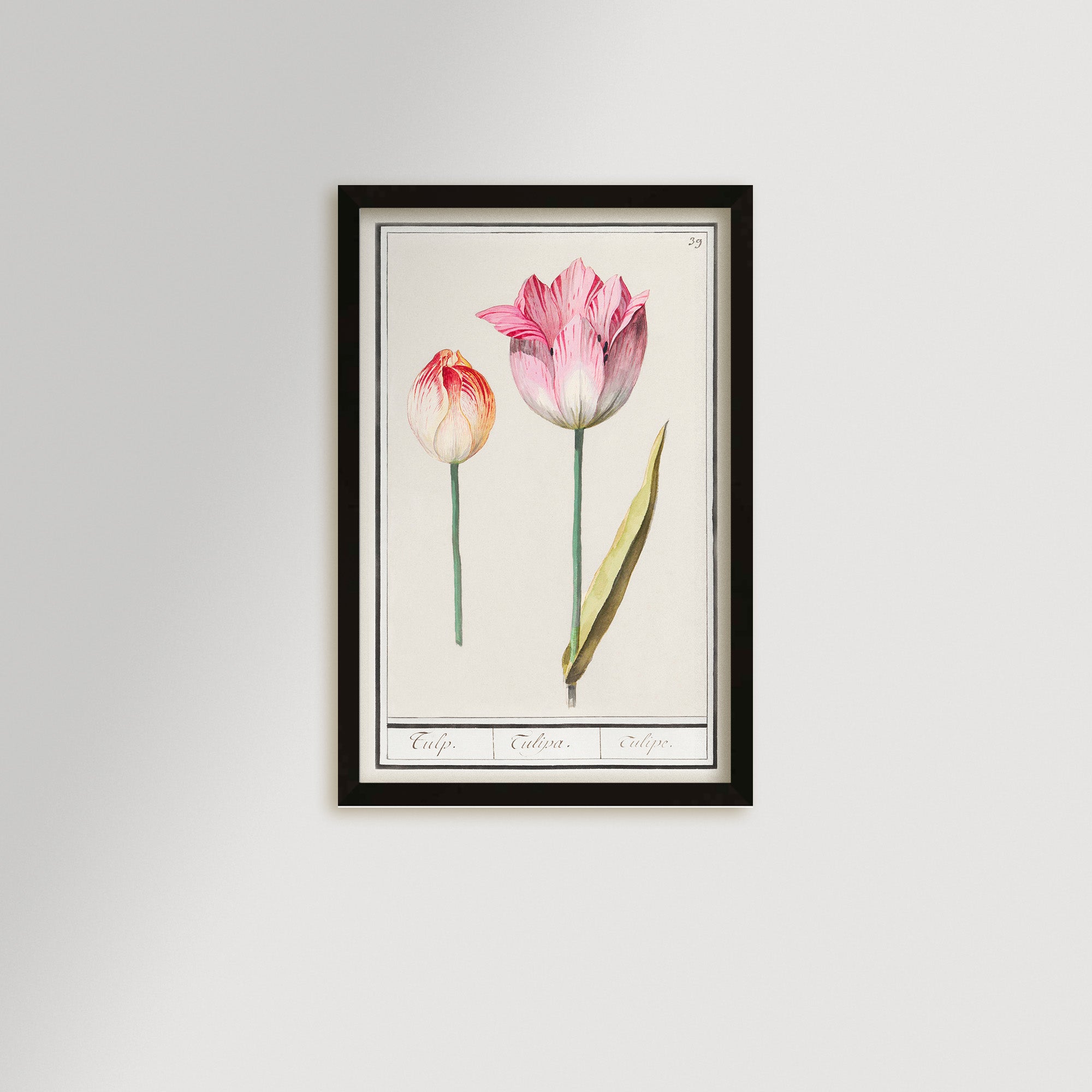 Botanical Tulip 39 Archival Reproduction Art Print