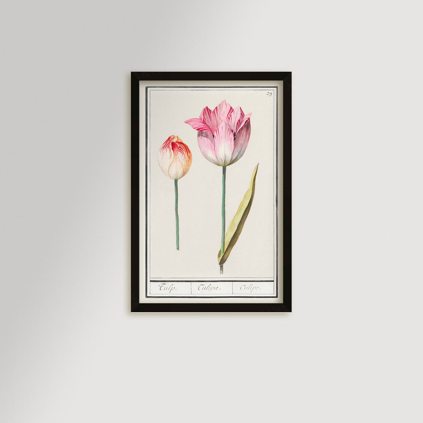 Botanical Tulip 39 Archival Reproduction Art Print