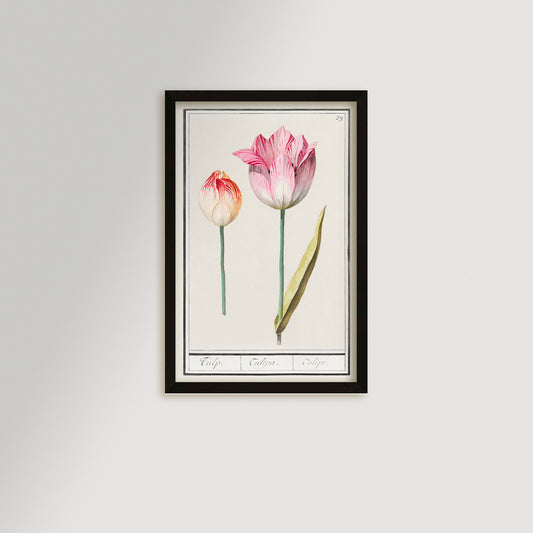 Botanical Tulip 39 Archival Reproduction Art Print