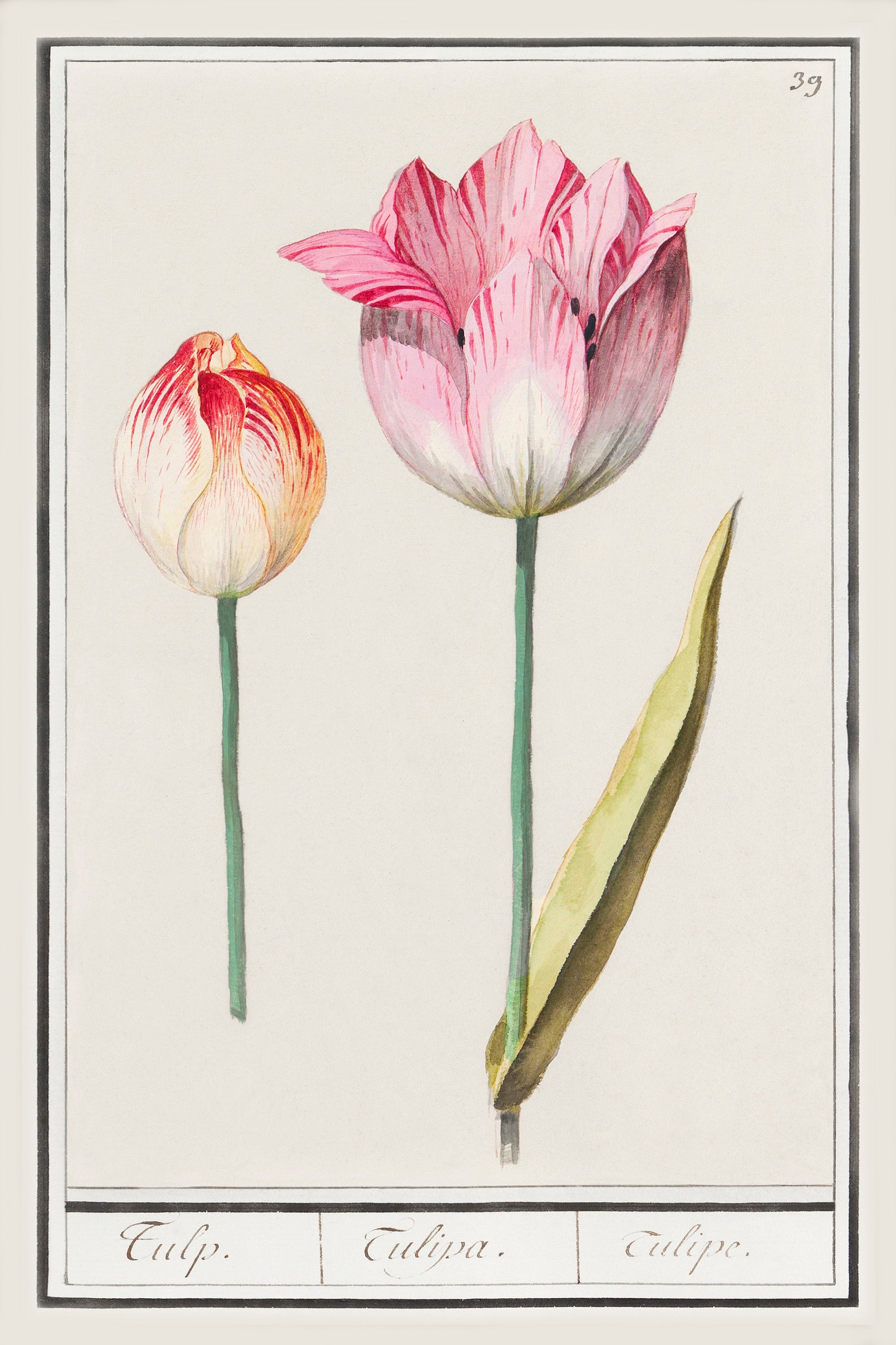 Botanical Tulip 39 Archival Reproduction Art Print
